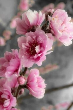 Corinthian Flowering Peach Tree - 2 Gallon Pot (3-4') -Breeze Sprout Sales peach corinthian 2 thumbnail