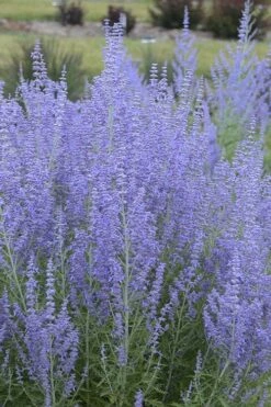 Blue Jean Baby Russian Sage (Perovskia) - 1 Gallon Pot 11 Blue Jean Baby Russian Sage (Perovskia) - 1 Gallon Pot -Breeze Sprout Sales perovskia atriplicifolia blue jean baby russian sage 1