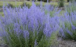Blue Jean Baby Russian Sage (Perovskia) - 1 Gallon Pot 9 Blue Jean Baby Russian Sage (Perovskia) - 1 Gallon Pot -Breeze Sprout Sales perovskia atriplicifolia blue jean baby russian sage 3