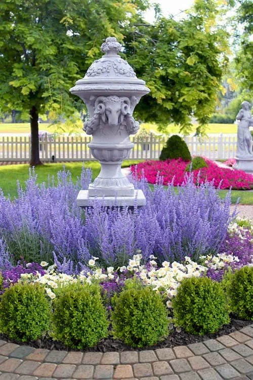 Blue Jean Baby Russian Sage (Perovskia) - 1 Gallon Pot 5 Blue Jean Baby Russian Sage (Perovskia) - 1 Gallon Pot - Image 5