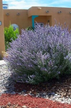 Russian Sage (Perovskia Atriplicifolia) - 1 Gallon Pot -Breeze Sprout Sales perovskia atriplicifolia russian sage 1