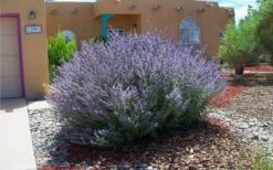 Russian Sage (Perovskia Atriplicifolia) - 1 Gallon Pot -Breeze Sprout Sales perovskia atriplicifolia russian sage 2