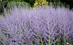 Russian Sage (Perovskia Atriplicifolia) - 1 Gallon Pot -Breeze Sprout Sales perovskia atriplicifolia russian sage 3