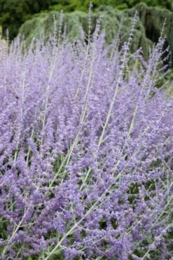 Russian Sage (Perovskia Atriplicifolia) - 1 Gallon Pot