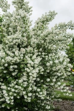 Blizzard Mock Orange (Philadelphus) - 1 Gallon Pot -Breeze Sprout Sales philadelphus lewisii blizzard mock orange 2