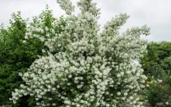 Blizzard Mock Orange (Philadelphus) - 1 Gallon Pot -Breeze Sprout Sales philadelphus lewisii blizzard mock orange 3