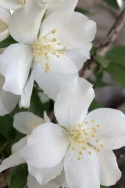 Blizzard Mock Orange (Philadelphus) - 1 Gallon Pot -Breeze Sprout Sales philadelphus lewisii blizzard mock orange 5