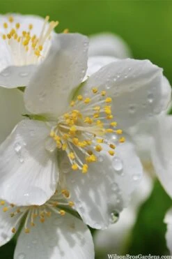 Blizzard Mock Orange (Philadelphus) - 1 Gallon Pot -Breeze Sprout Sales philadelphus lewisii blizzard mock orange 6