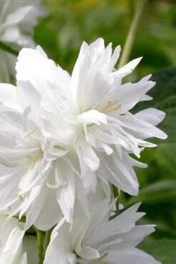 Minnesota Snowflake Mock Orange (Philadelphus) - 1 Gallon Pot 10 Minnesota Snowflake Mock Orange (Philadelphus) - 1 Gallon Pot -Breeze Sprout Sales philadelphus minnesota snowflake mock orange 3