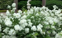 Minnesota Snowflake Mock Orange (Philadelphus) - 1 Gallon Pot 11 Minnesota Snowflake Mock Orange (Philadelphus) - 1 Gallon Pot -Breeze Sprout Sales philadelphus minnesota snowflake mock orange 5