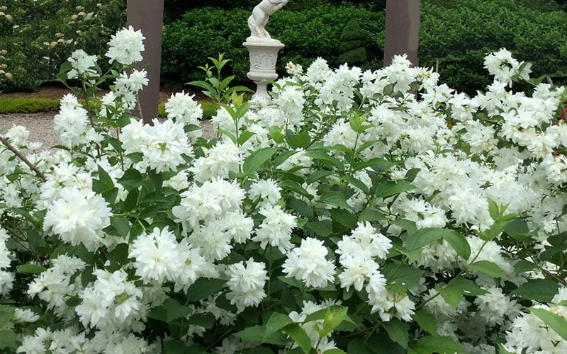Minnesota Snowflake Mock Orange (Philadelphus) - 1 Gallon Pot 6 Minnesota Snowflake Mock Orange (Philadelphus) - 1 Gallon Pot - Image 6