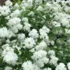 Minnesota Snowflake Mock Orange (Philadelphus) - 1 Gallon Pot