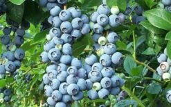 Brightwell Rabbiteye Blueberry - 1 Gallon Pot -Breeze Sprout Sales picture 6424 brightwell rabbiteye blueberry 2
