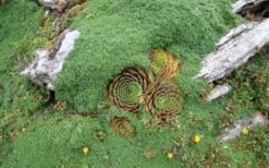 Elfin Creeping Thyme (Thymus Serpyllum 'Elfin') - 5 Pack Of Quart Pots -Breeze Sprout Sales picture creeping thyme elfin 4 3