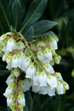 Southern Lady Pieris - 3 Gallon Pot 8 Southern Lady Pieris - 3 Gallon Pot -Breeze Sprout Sales pieris japonica southern lady 1