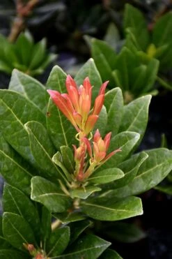 Southern Lady Pieris - 3 Gallon Pot 9 Southern Lady Pieris - 3 Gallon Pot -Breeze Sprout Sales pieris japonica southern lady 2