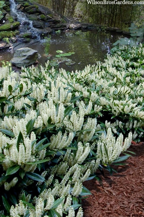 Otto Luyken English Laurel (Prunus Laurocersasus) - 6 Pack Of 1 Gallon Pots 1 Otto Luyken English Laurel (Prunus Laurocersasus) - 6 Pack Of 1 Gallon Pots