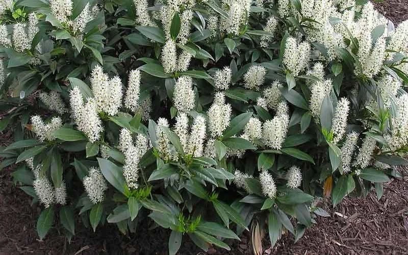 Zabel Laurel (Prunus Laurocersasus 'Zabeliana') - 1 Gallon Pot 5 Zabel Laurel (Prunus Laurocersasus 'Zabeliana') - 1 Gallon Pot - Image 5