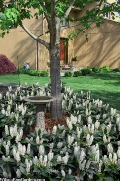 Zabel Laurel (Prunus Laurocersasus 'Zabeliana') - 1 Gallon Pot 8 Zabel Laurel (Prunus Laurocersasus 'Zabeliana') - 1 Gallon Pot -Breeze Sprout Sales prunus laurocerasus zabeliana zabel cherry laurel 2