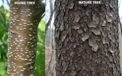 Wild Black Cherry Tree - 3 Pack Of 1.5 Quart Pots -Breeze Sprout Sales prunus serotina wild black cherry tree 10