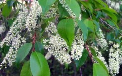 Wild Black Cherry Tree - 3 Pack Of 1.5 Quart Pots -Breeze Sprout Sales prunus serotina wild black cherry tree 8