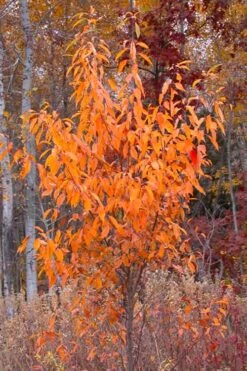 Wild Black Cherry Tree - 3 Pack Of 1.5 Quart Pots -Breeze Sprout Sales prunus serotina wild black cherry tree 9
