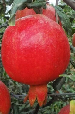 Russian Cold Hardy Pomegranate - 3 Gallon Pot