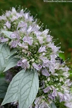 Silver Leaf Mountain Mint (Pycnanthemum Incanum) - 1 Gallon Pot -Breeze Sprout Sales pycnanthemum incanum hoary silver leaf mint 1
