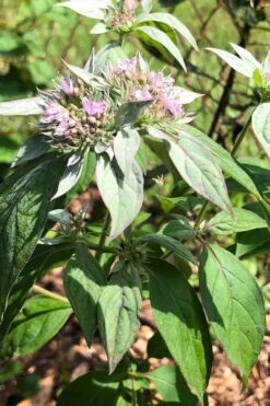 Silver Leaf Mountain Mint (Pycnanthemum Incanum) - 1 Gallon Pot -Breeze Sprout Sales pycnanthemum incanum hoary silver leaf mint 2