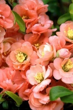Cameo Flowering Quince - 2 Gallon Pot -Breeze Sprout Sales quince cameo bloom