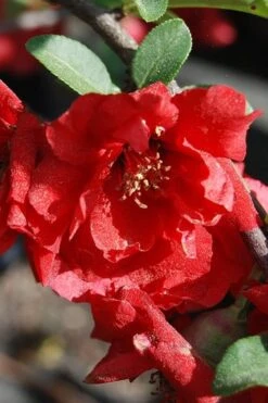 Iwai Nishiki Red Flowering Quince - 3 Gallon Pot -Breeze Sprout Sales quince iwai nishiki