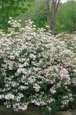 Coastal Azalea (Rhododendron Atlanticum) - 3 Gallon Pot 10 Coastal Azalea (Rhododendron Atlanticum) - 3 Gallon Pot -Breeze Sprout Sales rhododendron atlanticum coastal azalea 1