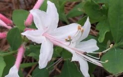 Coastal Azalea (Rhododendron Atlanticum) - 3 Gallon Pot 11 Coastal Azalea (Rhododendron Atlanticum) - 3 Gallon Pot -Breeze Sprout Sales rhododendron atlanticum coastal azalea 8