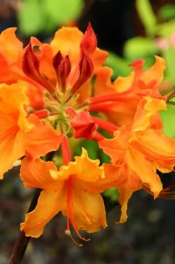 Andrew J. Boike Alabama Flame Native Azalea Azalea - 3 Gallon Pot 9 Andrew J. Boike Alabama Flame Native Azalea Azalea - 3 Gallon Pot -Breeze Sprout Sales rhododendron austrinum andrew j boike native azalea 5