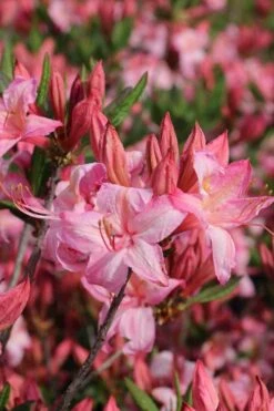 Candy Lights Cold Hardy Azalea (Rhododendron) - 3 Gallon Pot -Breeze Sprout Sales rhododendron candy lights azalea 10
