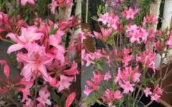 Candy Lights Cold Hardy Azalea (Rhododendron) - 3 Gallon Pot -Breeze Sprout Sales rhododendron candy lights azalea 11