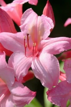 Candy Lights Cold Hardy Azalea (Rhododendron) - 3 Gallon Pot -Breeze Sprout Sales rhododendron candy lights azalea 7