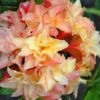 Cannon's Double Exbury Azalea (Rhdodendron) - 2 Gallon Pot