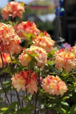 Cannon's Double Exbury Azalea (Rhdodendron) - 2 Gallon Pot -Breeze Sprout Sales rhododendron cannons double azalea 2