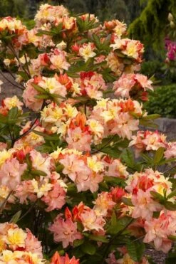 Cannon's Double Exbury Azalea (Rhdodendron) - 2 Gallon Pot -Breeze Sprout Sales rhododendron cannons double azalea 3