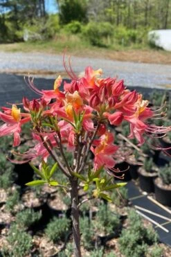 Cotton Candy Native Azalea (Rhododendron) - 3 Gallon Pot -Breeze Sprout Sales rhododendron cotton candy native azalea 1
