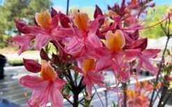 Cotton Candy Native Azalea (Rhododendron) - 3 Gallon Pot -Breeze Sprout Sales rhododendron cotton candy native azalea 5