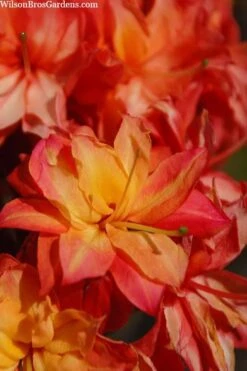 Father Ryan Oconee Native Azalea - 3 Gallon Pot -Breeze Sprout Sales rhododendron flammeum father ryan 7