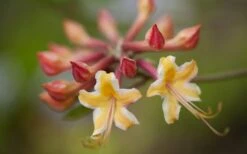 Millie Mac Native Azalea (Rhododendron) - 3 Gallon Pot -Breeze Sprout Sales rhododendron millie mac native azalea 10