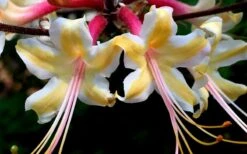 Millie Mac Native Azalea (Rhododendron) - 3 Gallon Pot -Breeze Sprout Sales rhododendron millie mac native azalea 15