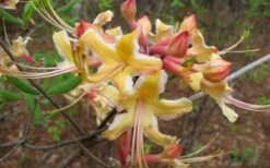 Millie Mac Native Azalea (Rhododendron) - 3 Gallon Pot -Breeze Sprout Sales rhododendron millie mac native azalea 2