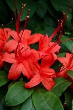 Plum Leaf Native Azalea (Rhododendron Prunifolium) - 3 Gallon Pot -Breeze Sprout Sales rhododendron prunifolium plum leaf azalea 3