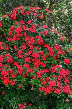 Plum Leaf Native Azalea (Rhododendron Prunifolium) - 3 Gallon Pot -Breeze Sprout Sales rhododendron prunifolium plum leaf azalea 5