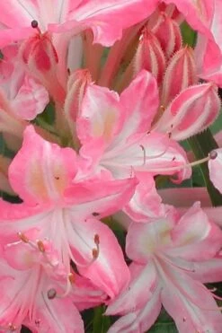 Ribbon Candy Swamp Azalea (Rhododendron Viscosum) - 1 Gallon Pot 9 Ribbon Candy Swamp Azalea (Rhododendron Viscosum) - 1 Gallon Pot -Breeze Sprout Sales rhododendron viscosum ribbon candy swamp azalea 1 1