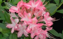 Ribbon Candy Swamp Azalea (Rhododendron Viscosum) - 1 Gallon Pot 10 Ribbon Candy Swamp Azalea (Rhododendron Viscosum) - 1 Gallon Pot -Breeze Sprout Sales rhododendron viscosum ribbon candy swamp azalea 3 1